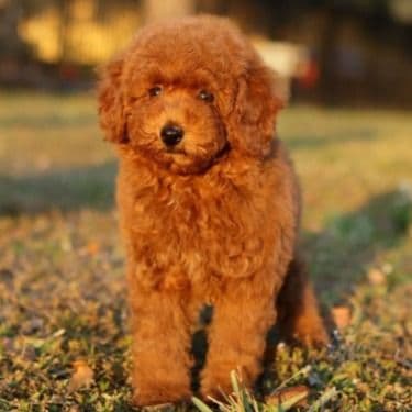 NALA – RED AKC MINIATURE POODLE - Standard Poodle Male