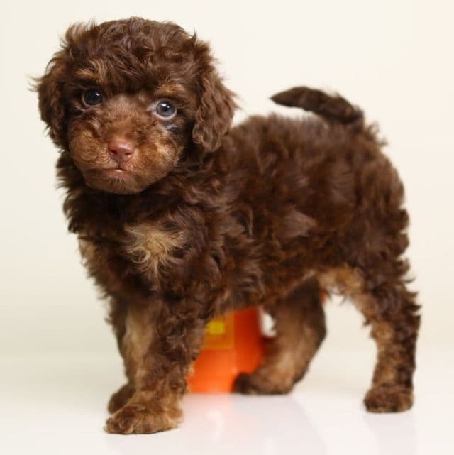 LEONARD — CHOCOLATE PHANTOM MALE WITH BLUE EYES - Standard Poodle Male