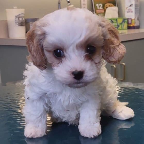 Dexter - Cavapoo Male