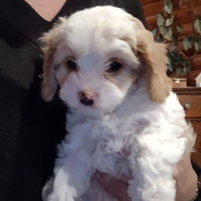 Daisy - Cavapoo Female