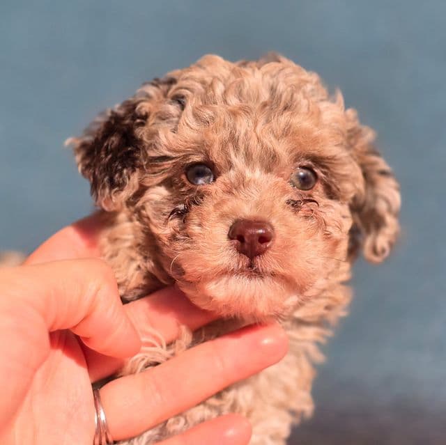 Ginny - Toy Poodle Female