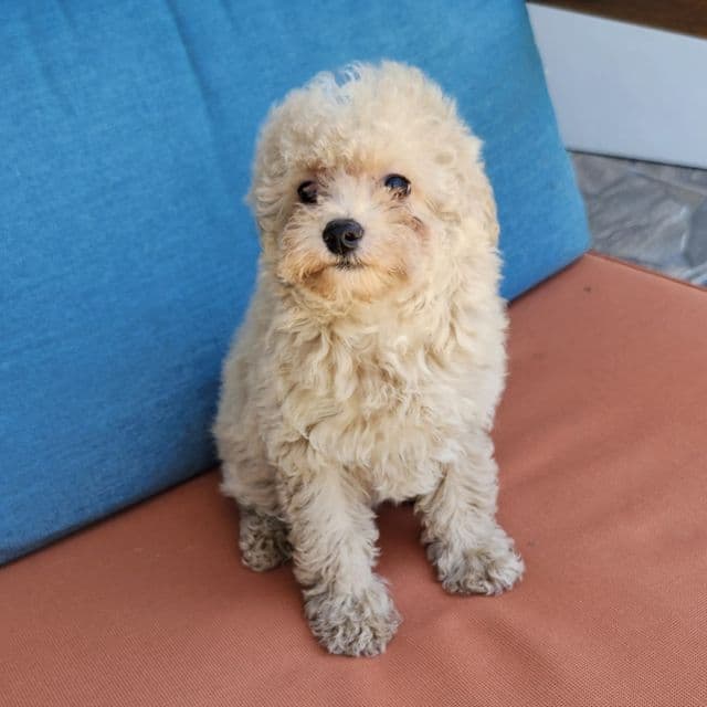 Vivi - Toy Poodle Female