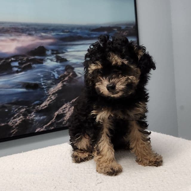 Tyson - Toy Poodle Male