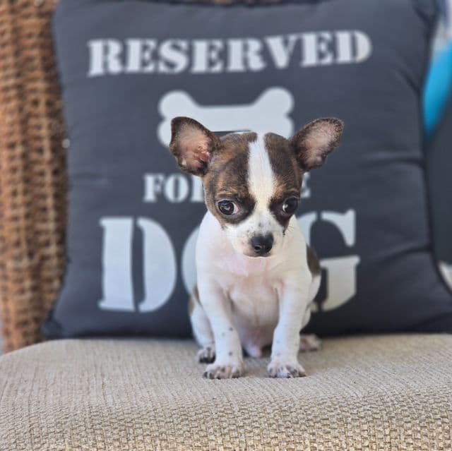 Diego - Chihuahua Male