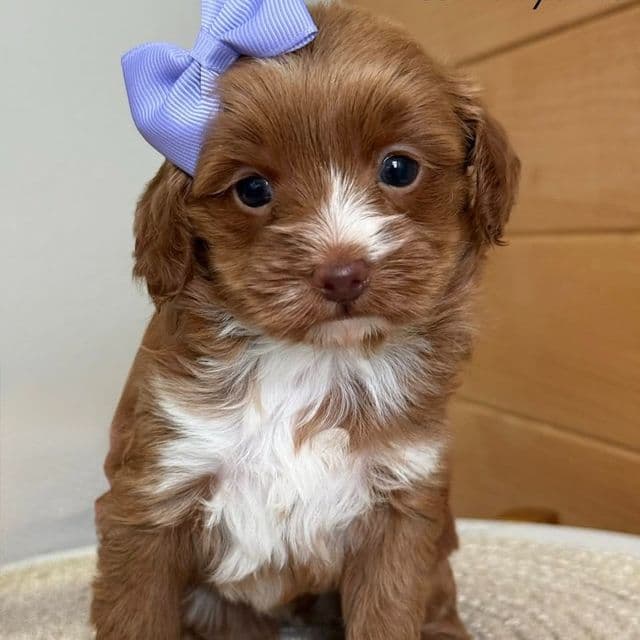 L- Pink Girl - Goldendoodle Female