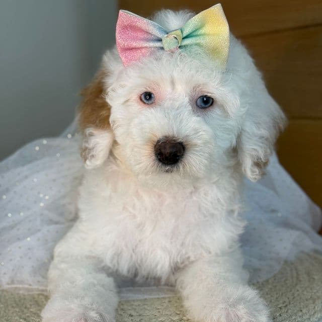 K-Parti Girl - Goldendoodle Female