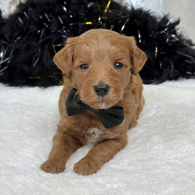 Brinley Black Boy - Goldendoodle Male