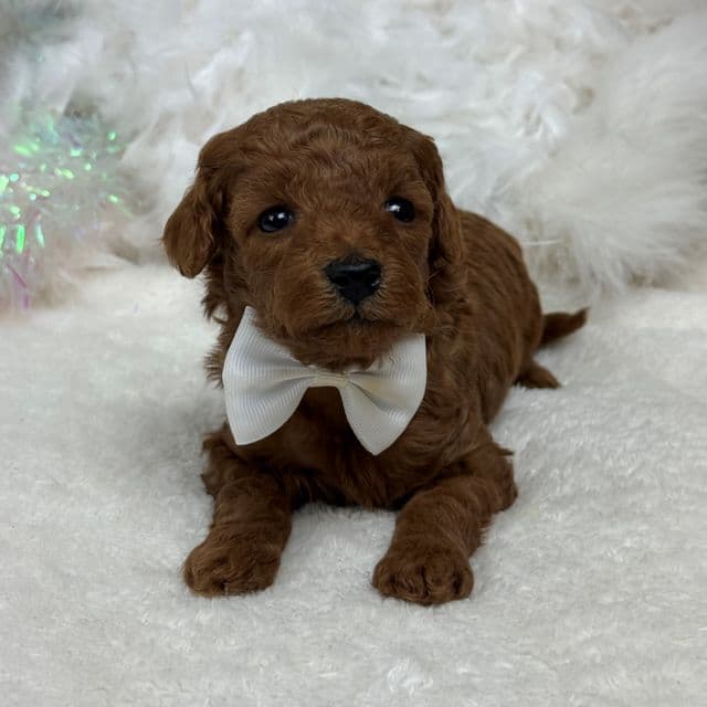 Brinley White Boy - Goldendoodle Male