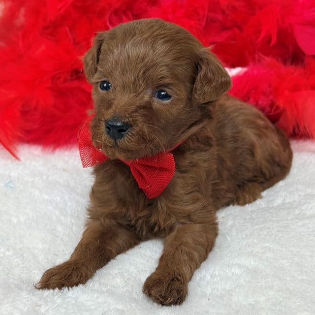 Brinley Red Boy - Goldendoodle Male
