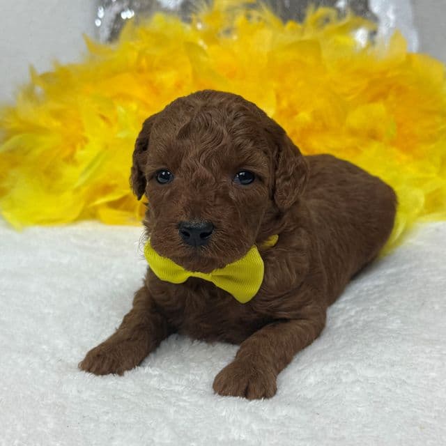 Brinley Yellow Boy - Goldendoodle Male