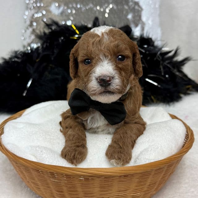 Tilly Black Boy - Toy Poodle Male