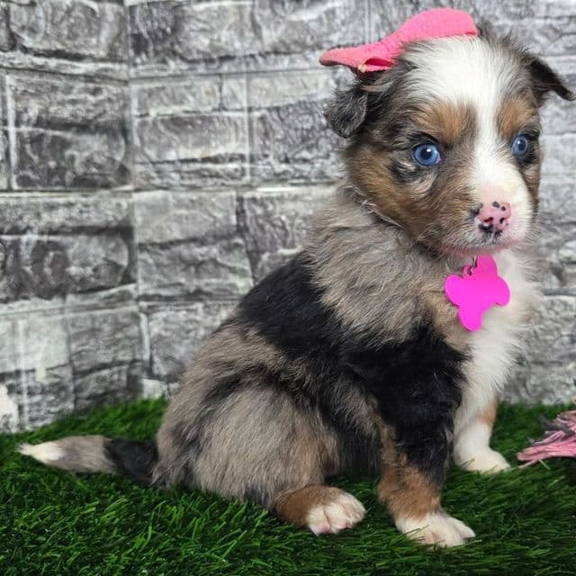Chole - Australian Shepherd Female