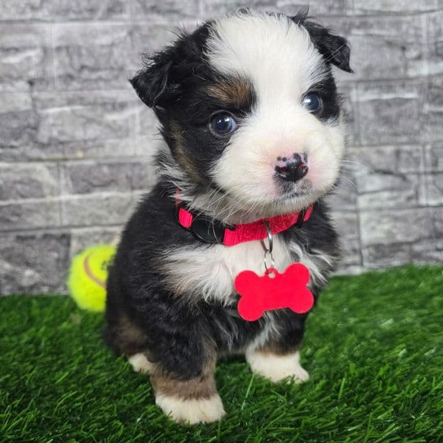 Rubble - Miniature American Shepherd (Mini Aussie) Male