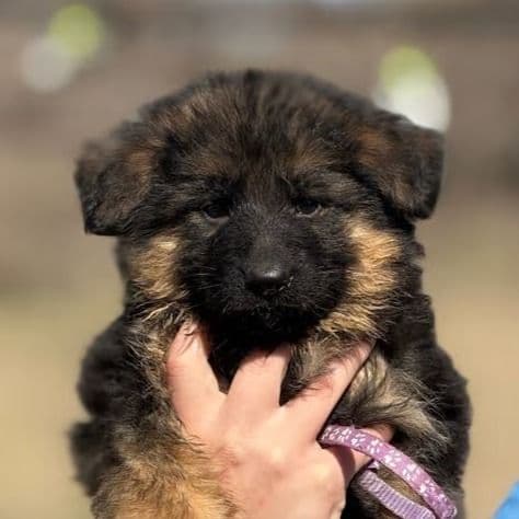 Vivi  - German Shepherd Dog Female