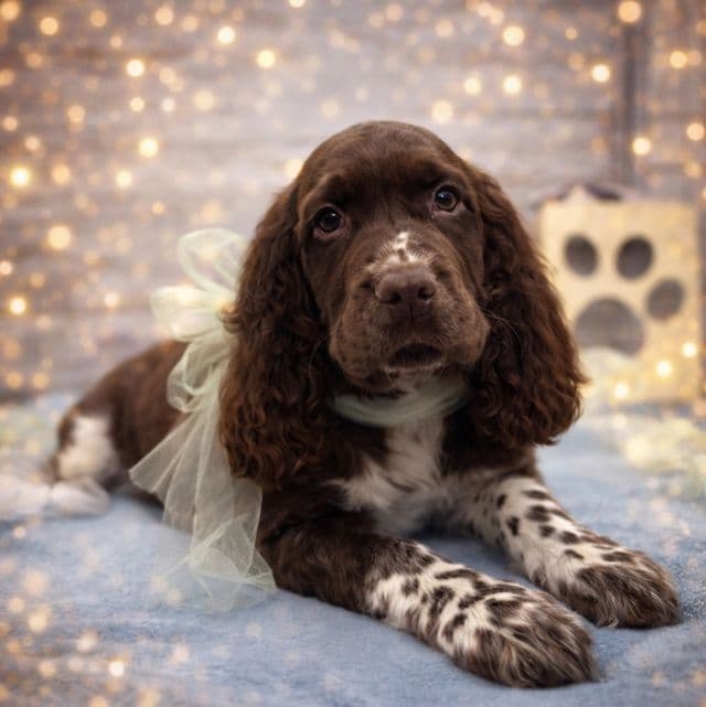 Dusty - English Springer Spaniel Male