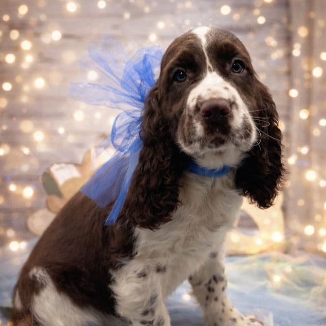 Dillon - English Springer Spaniel Male