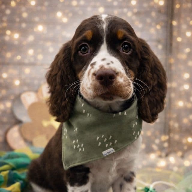 Dallas - English Springer Spaniel Male
