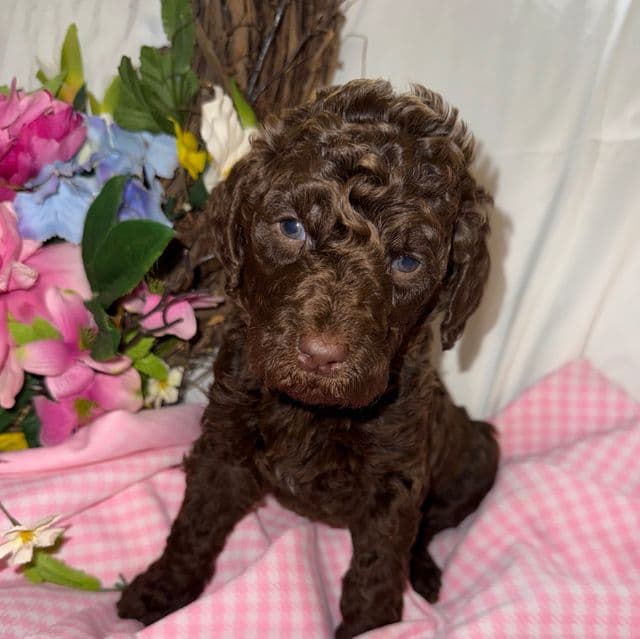 Shotsie - Labradoodle Female