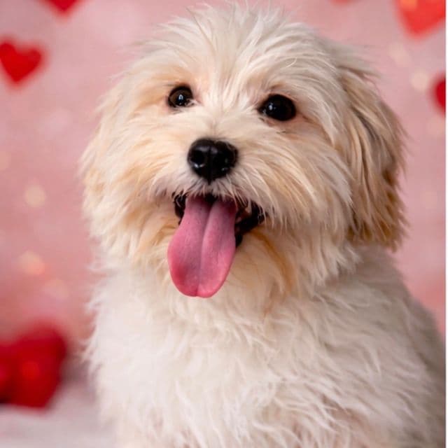 Scooter - Havanese Male