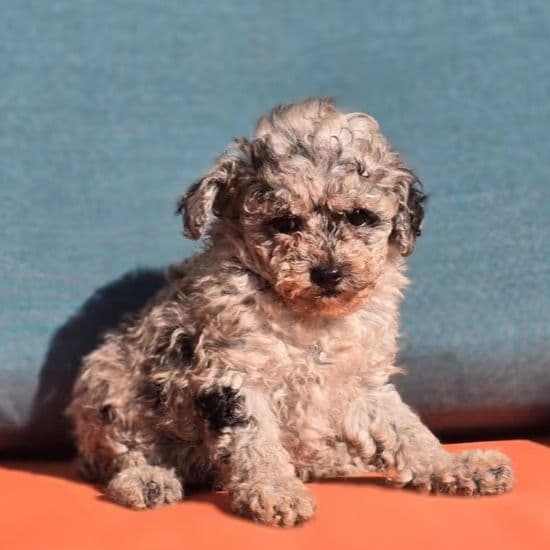 Heidi - Toy Poodle Female