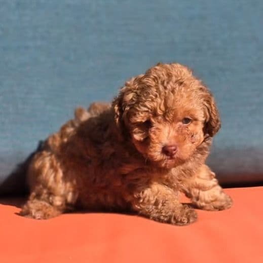 Ginny - Toy Poodle Female