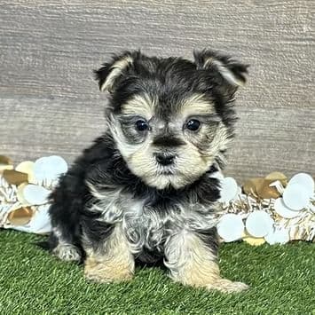 Willa - Morkie Female