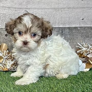 Ruthie - Shih-Poo Female