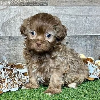 Rosie - Shih-Poo Female