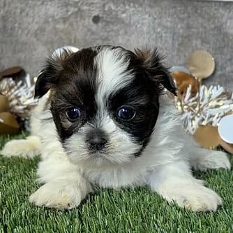 Tilly - Shih Tzu Female