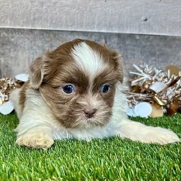 Toby - Shih Tzu Male