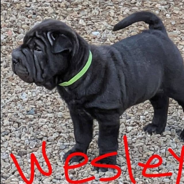 Wesley - Chinese Shar-Pei Male