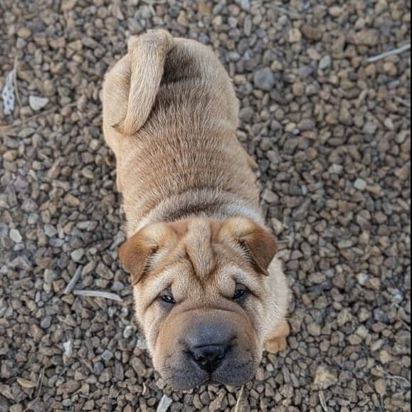 Humperdink - Chinese Shar-Pei Male
