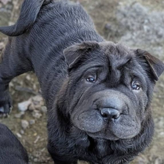 Valerie - Chinese Shar-Pei Female