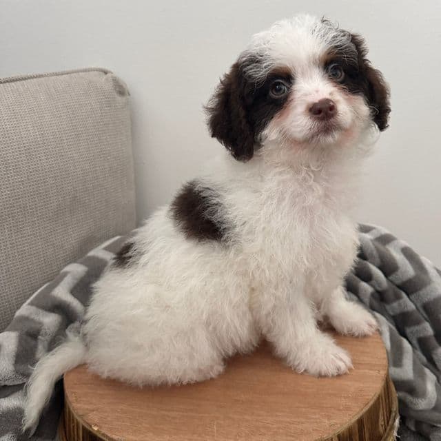 Comet - Cavapoo Male