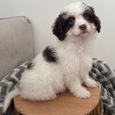 Dasher - Cavapoo Female
