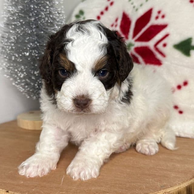 Dasher - Cavapoo Female
