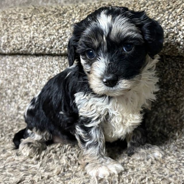 Crystal - Cavapoo Female