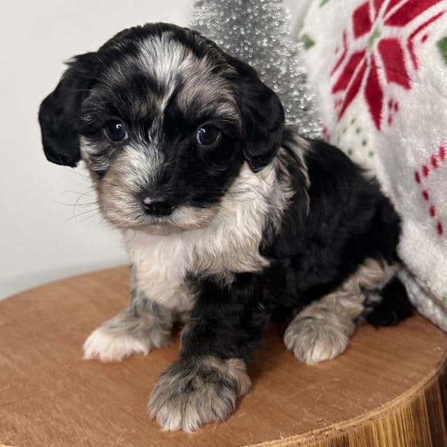 Crystal - Cavapoo Female