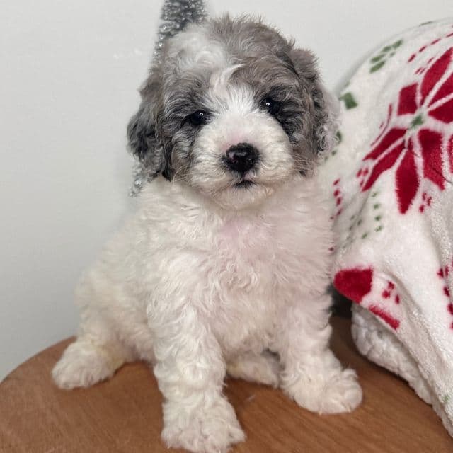 Blizzard - Cavapoo Female