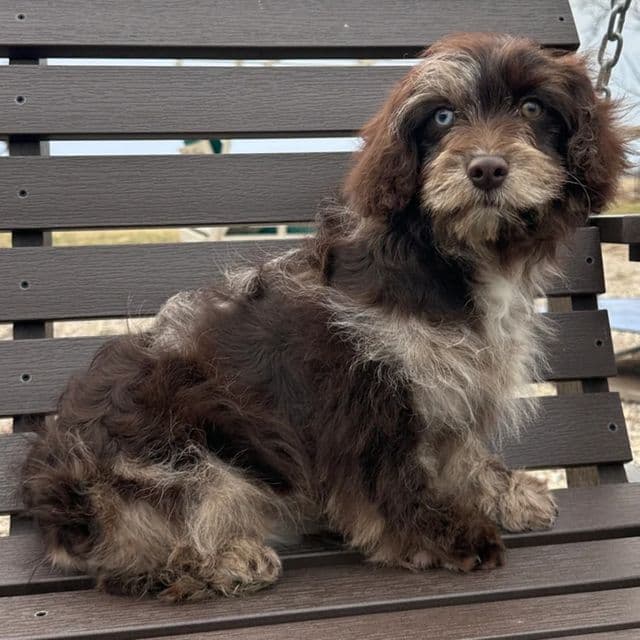 Rosemary - Cavapoo Female