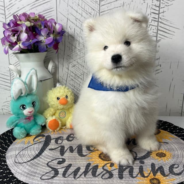 Zippy - Samoyed Male