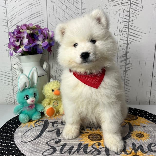 Misty - Samoyed Female