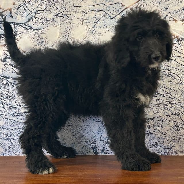 Bucky - Bernedoodle Male