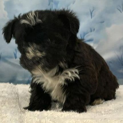 Yogi - Yorkie-Chon Male