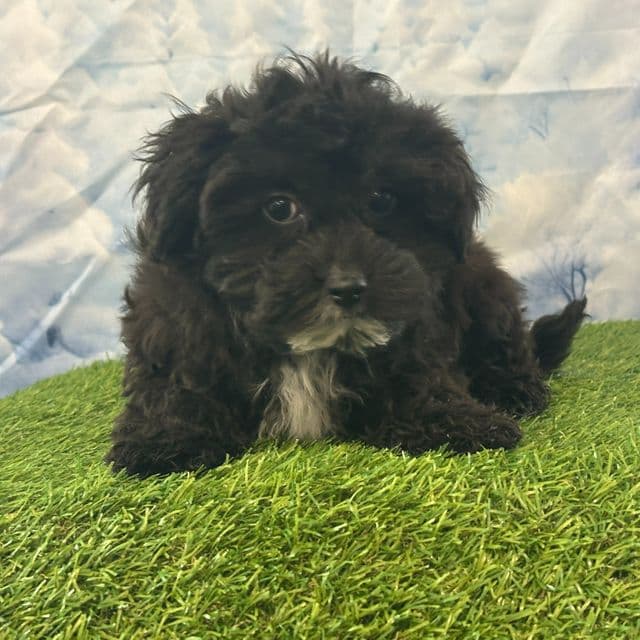 Yorke - Yorkie-Chon Male