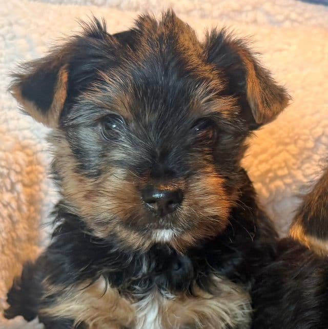 Louie - Yorkshire Terrier Male