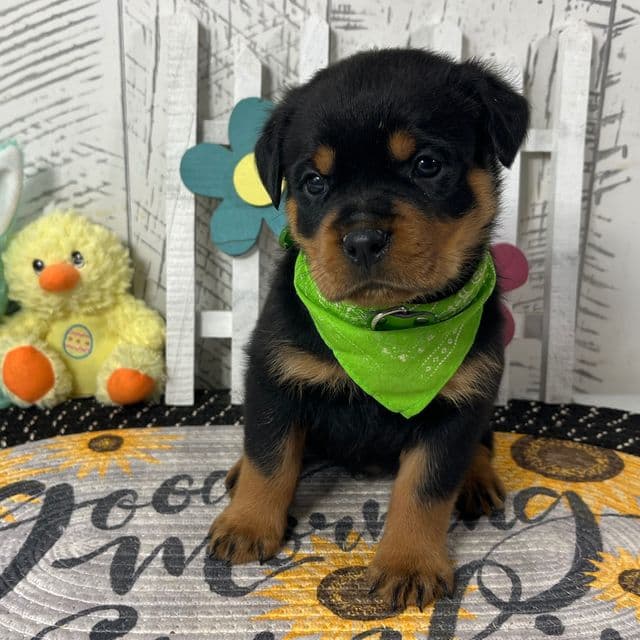 Zoey - Rottweiler Female