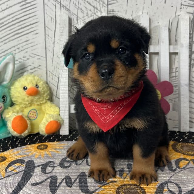 Lucy - Rottweiler Female