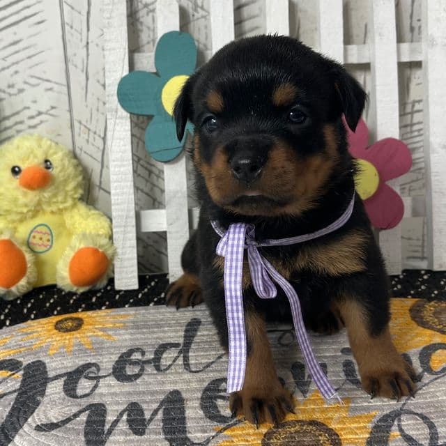 Dora - Rottweiler Female