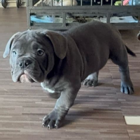 Onyx  - American Bully Male